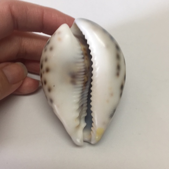 ❤️3/$25 Unique Gift Hand Carved Seashell name ASHLEY - Picture 6 of 8